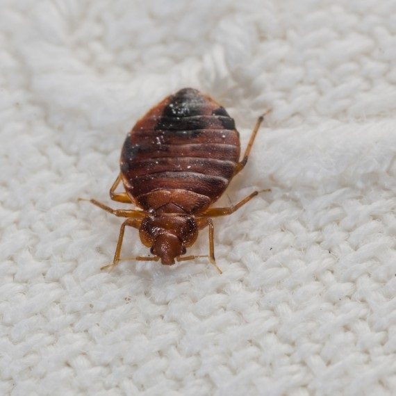 Bed Bugs, Pest Control in Orpington, Chelsfield, Downe, BR6. Call Now! 020 8166 9746