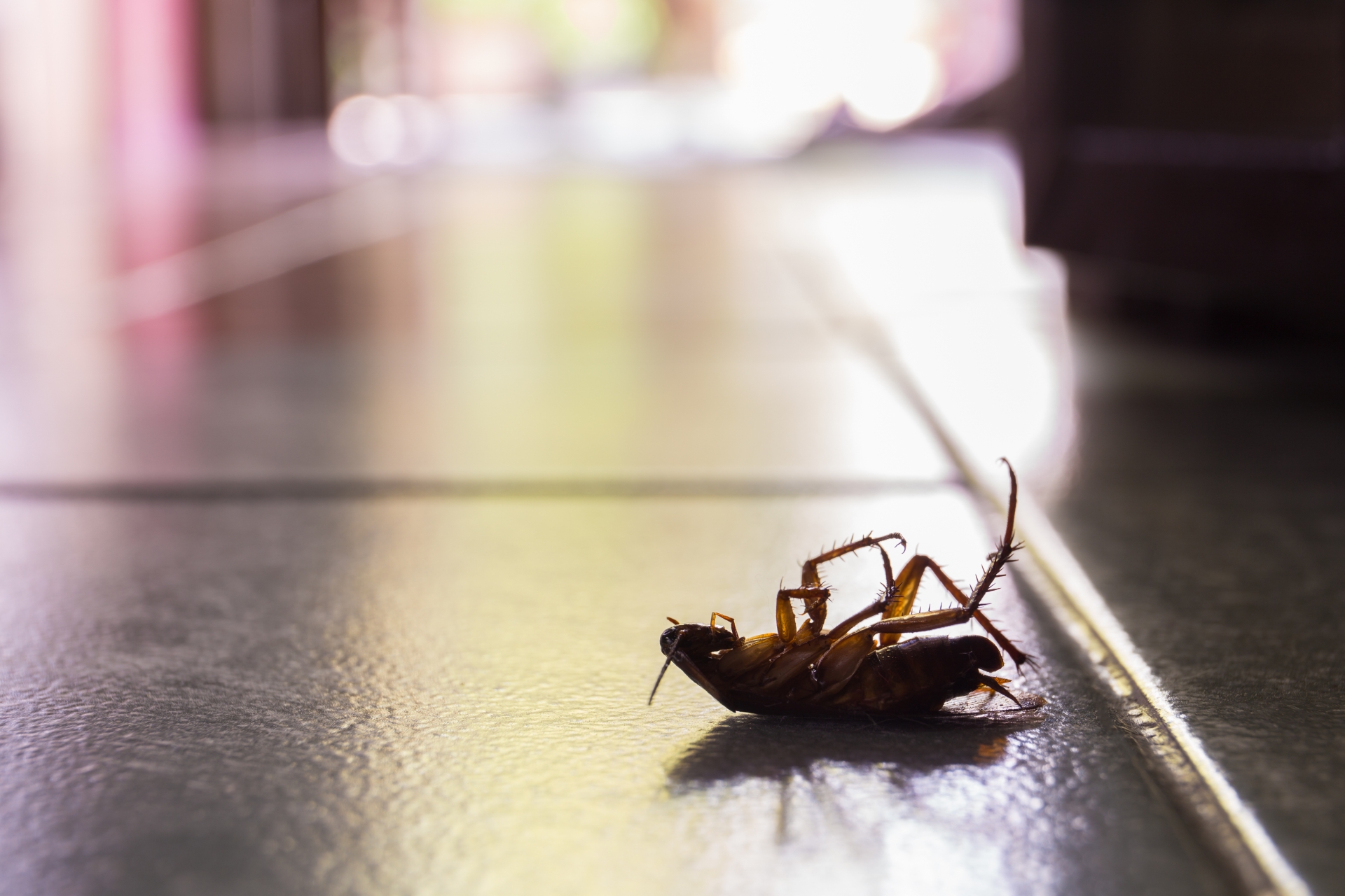 Cockroach Control, Pest Control in Orpington, Chelsfield, Downe, BR6. Call Now 020 8166 9746