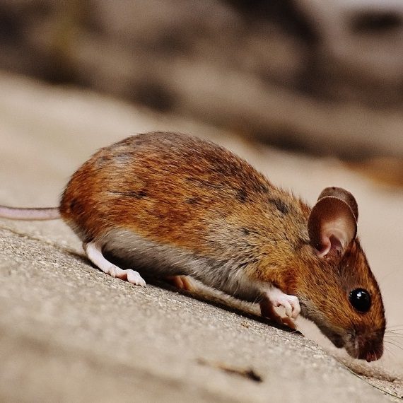 Mice, Pest Control in Orpington, Chelsfield, Downe, BR6. Call Now! 020 8166 9746