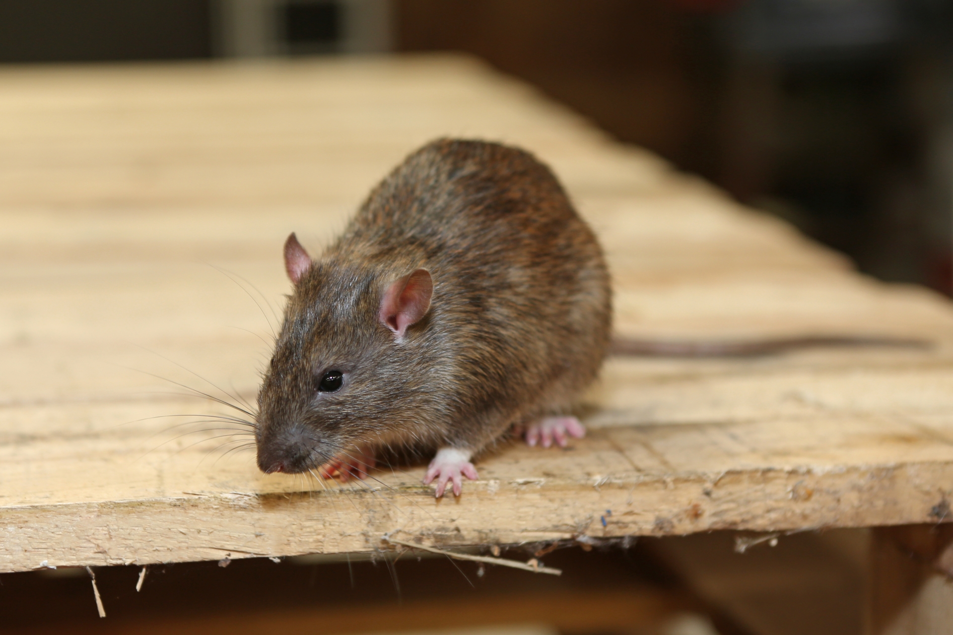 Rat Infestation, Pest Control in Orpington, Chelsfield, Downe, BR6. Call Now 020 8166 9746