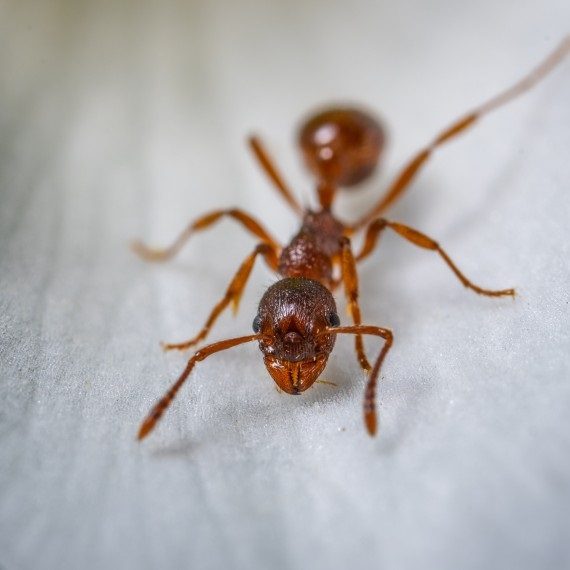 Field Ants, Pest Control in Orpington, Chelsfield, Downe, BR6. Call Now! 020 8166 9746