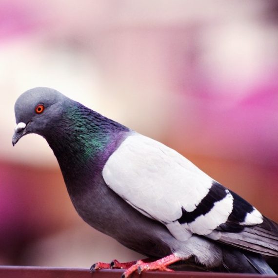 Birds, Pest Control in Orpington, Chelsfield, Downe, BR6. Call Now! 020 8166 9746