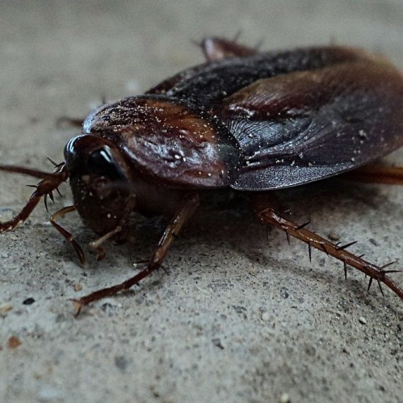 Cockroaches, Pest Control in Orpington, Chelsfield, Downe, BR6. Call Now! 020 8166 9746
