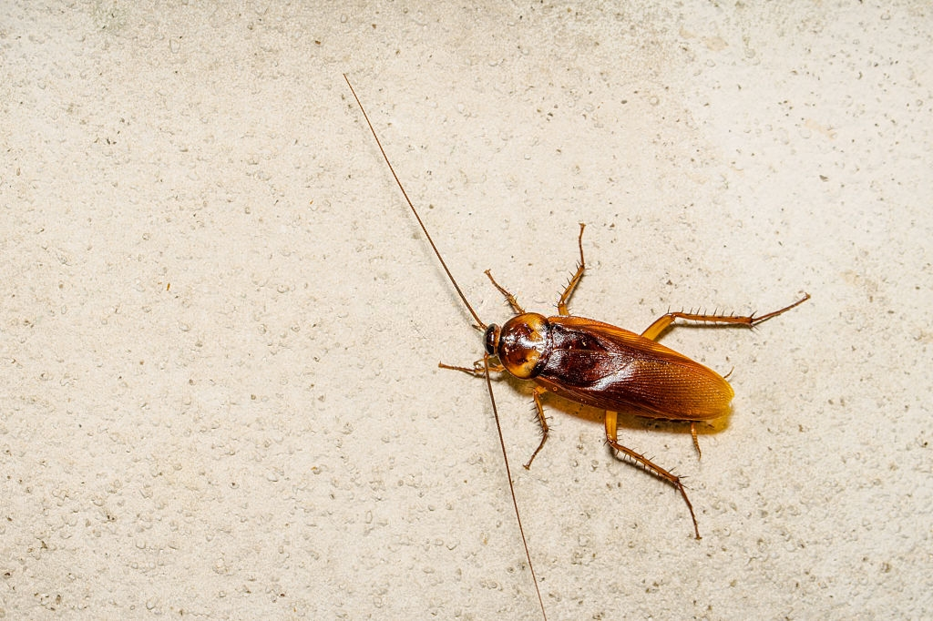 Cockroach Control, Pest Control in Orpington, Chelsfield, Downe, BR6. Call Now 020 8166 9746