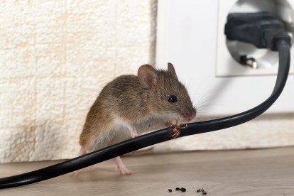 Pest Control in Orpington, Chelsfield, Downe, BR6. Call Now! 020 8166 9746