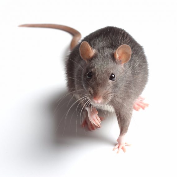 Rats, Pest Control in Orpington, Chelsfield, Downe, BR6. Call Now! 020 8166 9746