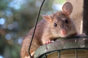 Rat extermination, Pest Control in Orpington, Chelsfield, Downe, BR6. Call Now 020 8166 9746