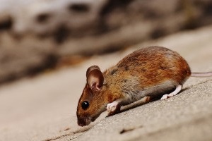 Mouse extermination, Pest Control in Orpington, Chelsfield, Downe, BR6. Call Now 020 8166 9746