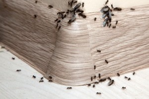 Ant Control, Pest Control in Orpington, Chelsfield, Downe, BR6. Call Now 020 8166 9746