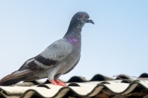 Pigeon Control, Pest Control in Orpington, Chelsfield, Downe, BR6. Call Now 020 8166 9746