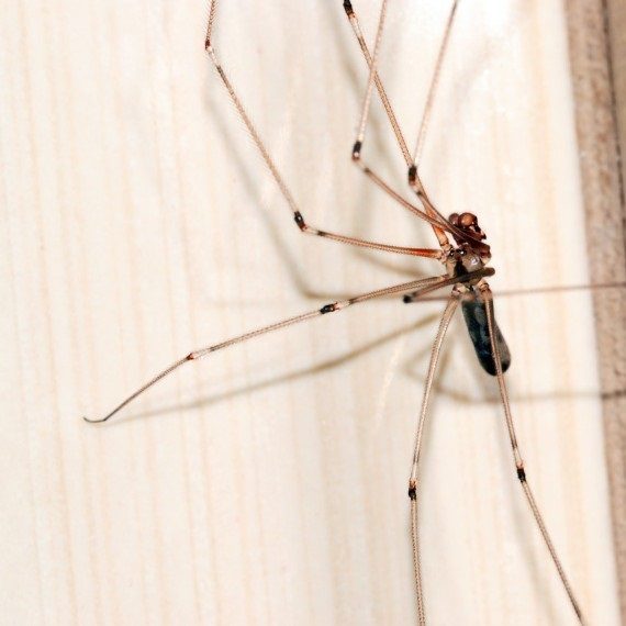 Spiders, Pest Control in Orpington, Chelsfield, Downe, BR6. Call Now! 020 8166 9746