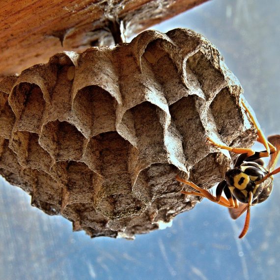 Wasps Nest, Pest Control in Orpington, Chelsfield, Downe, BR6. Call Now! 020 8166 9746